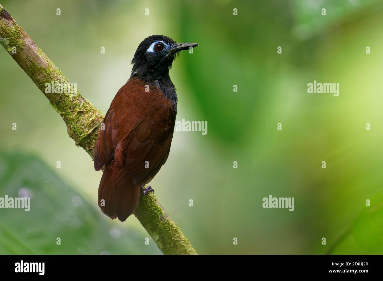 antbird (Poliocrania exsul) uccello passerino marrone scuro della famiglia antbird, trovato in foreste umide in America Centrale e Sud, ha rang Foto Stock