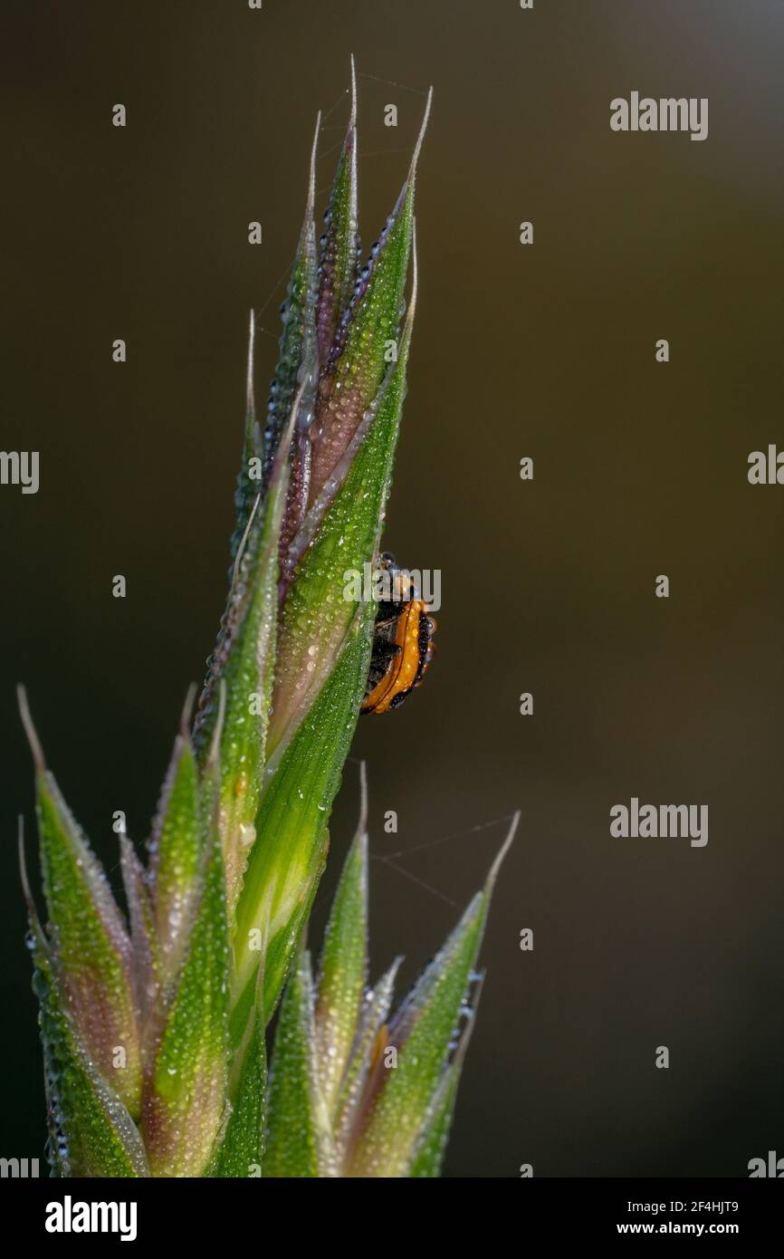 Arancione e nero punteggiato dama bug arrampicata su un verde pianta con acqua dew Foto Stock