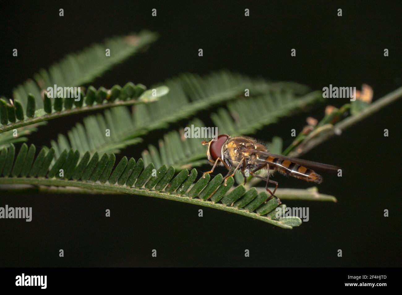 Affamato hover-fly con stomaco minuscolo seduto su una pianta verde Foto Stock