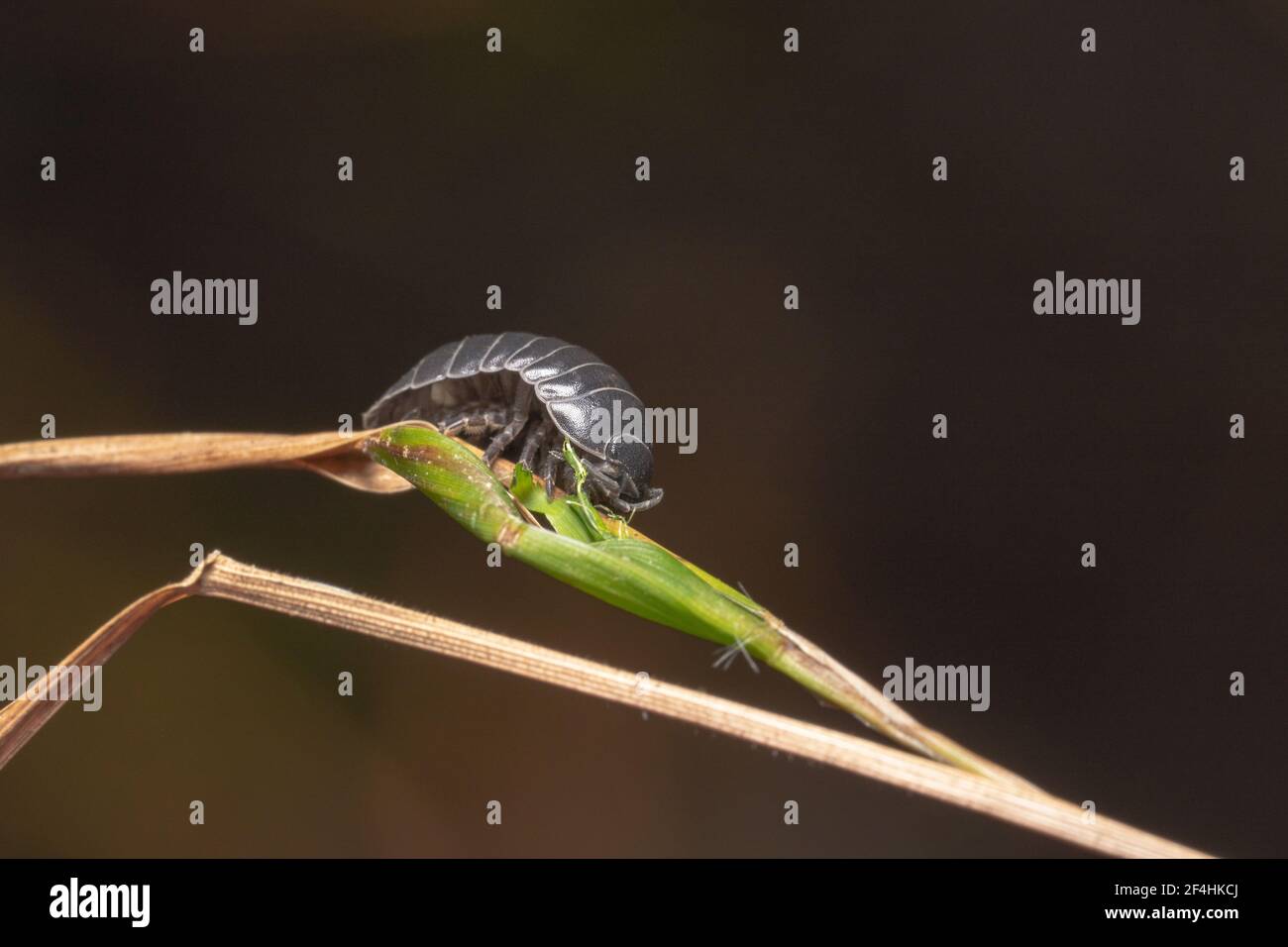 Slater bug nero su una pianta verde con guscio sorprendente Foto Stock