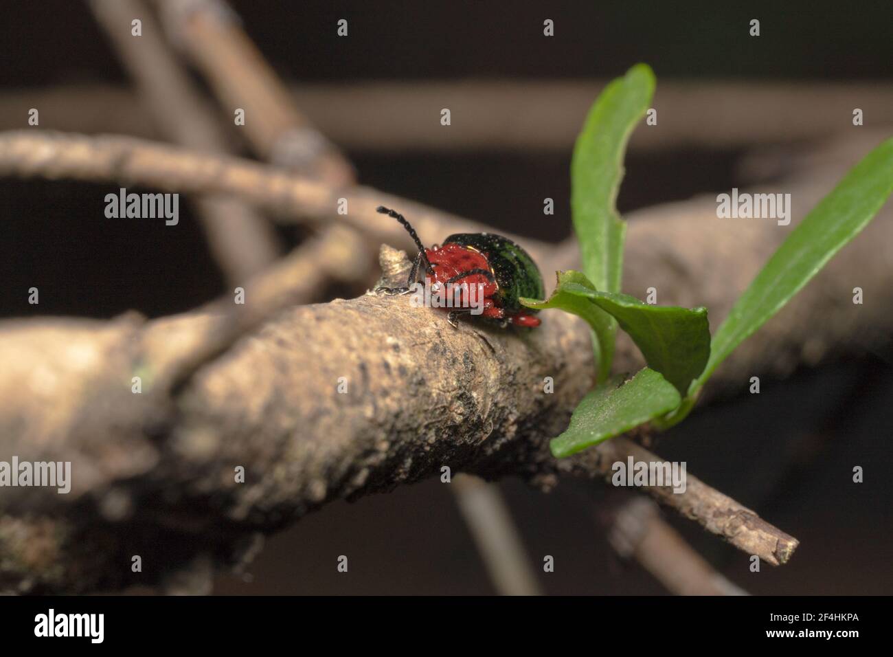 Coleottero delle pulci di Willow, coleottero arancione/rosso a collo stretto con antenne allungate Foto Stock