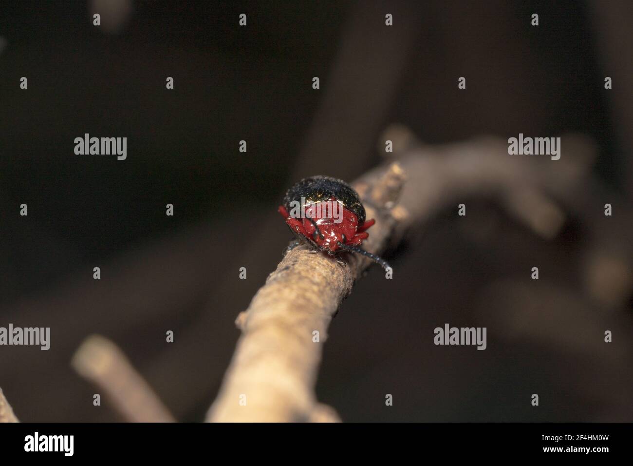 Willow flea Beetle, arancione / rosso collo stretto bagliore che si arrampica verso la fotocamera curiosamente Foto Stock