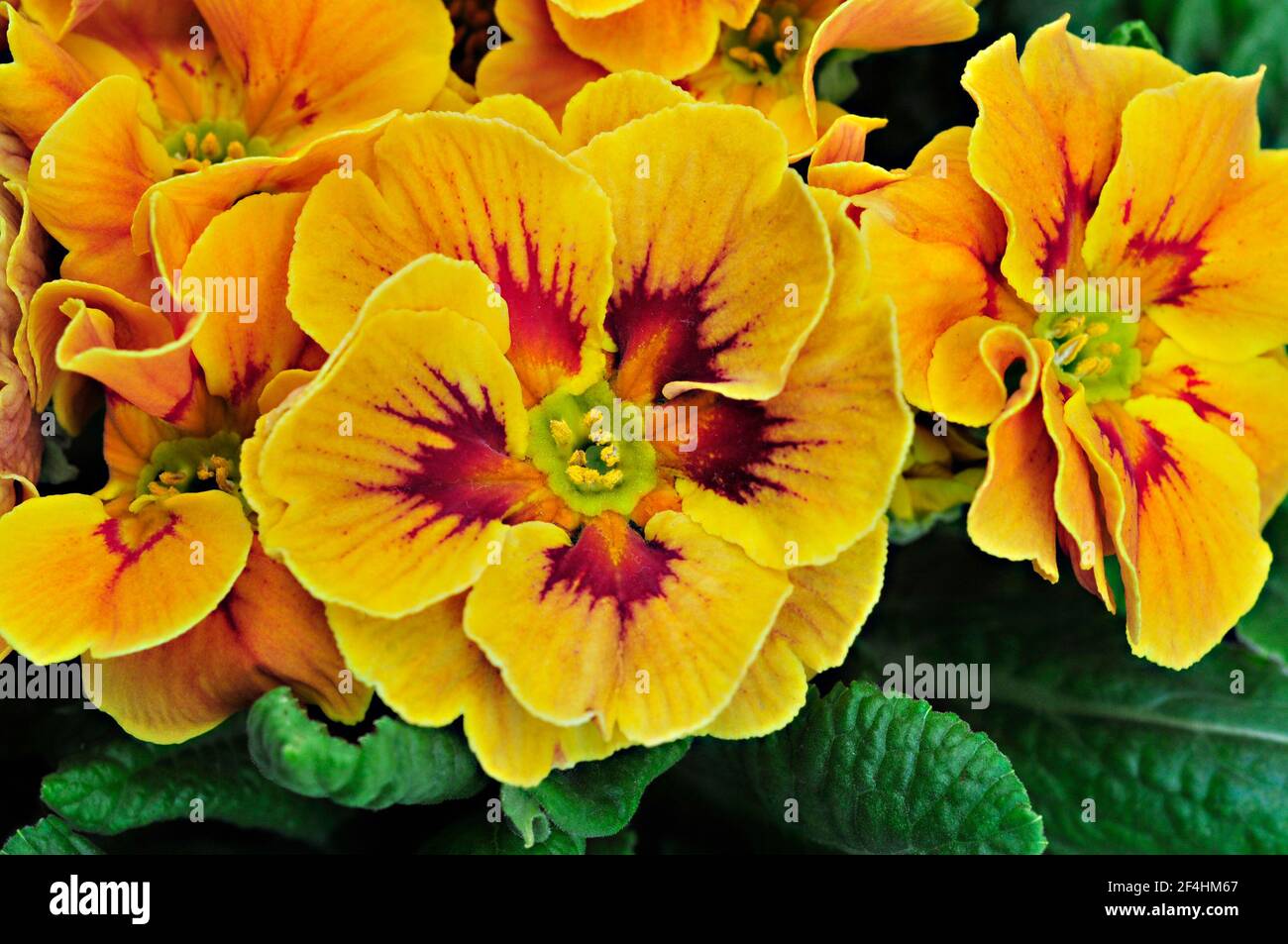 Primo piano di primula vulgaris Marietta una rosetta bicolore F1 Polyanthus che è una primavera gialla e rossa fioritura sempreverde perenne duro Foto Stock