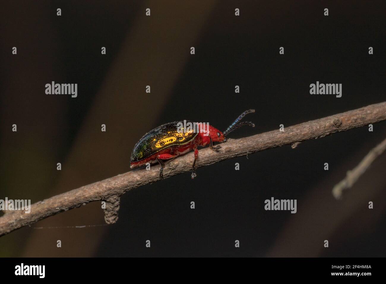 Coleottero lucente Willow, coleottero arancione/rosso a collo stretto con antenne appuntate Foto Stock