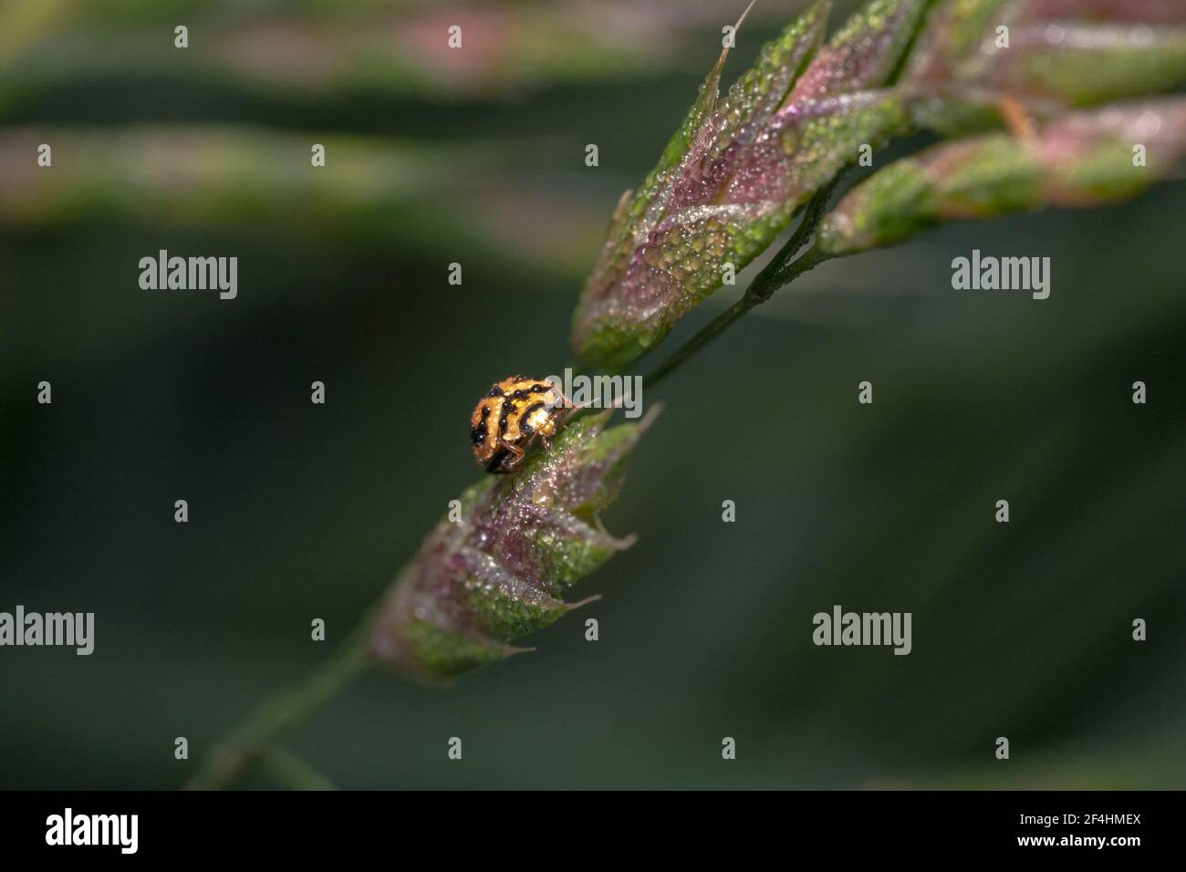 Giallo e nero macchia lady bug arrampicata su un verde pianta Foto Stock