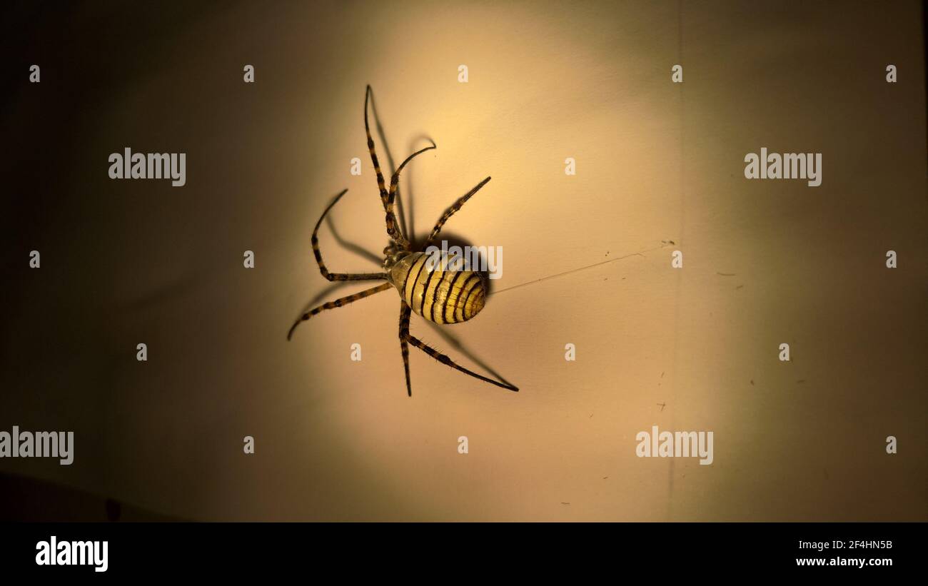 foto di primo piano del ragno in laboratorio Foto Stock