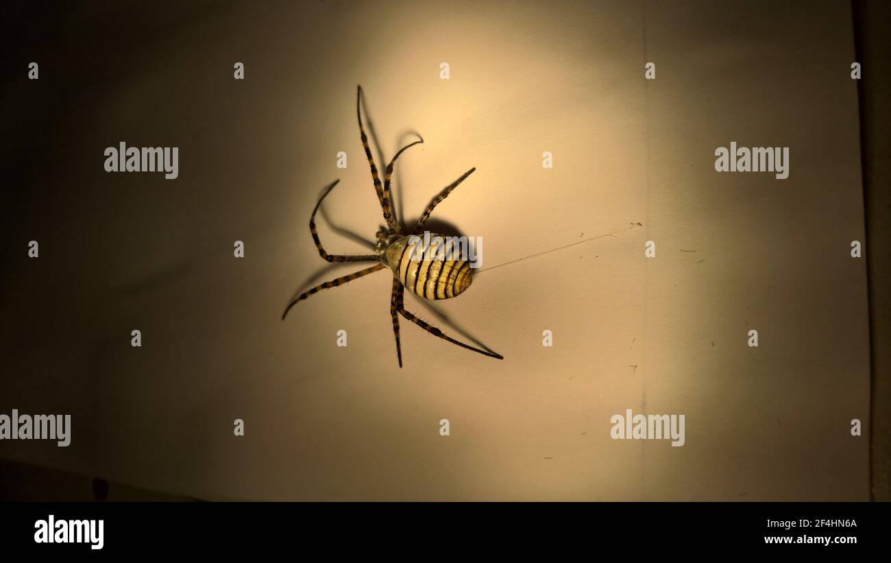 foto di primo piano del ragno in laboratorio Foto Stock