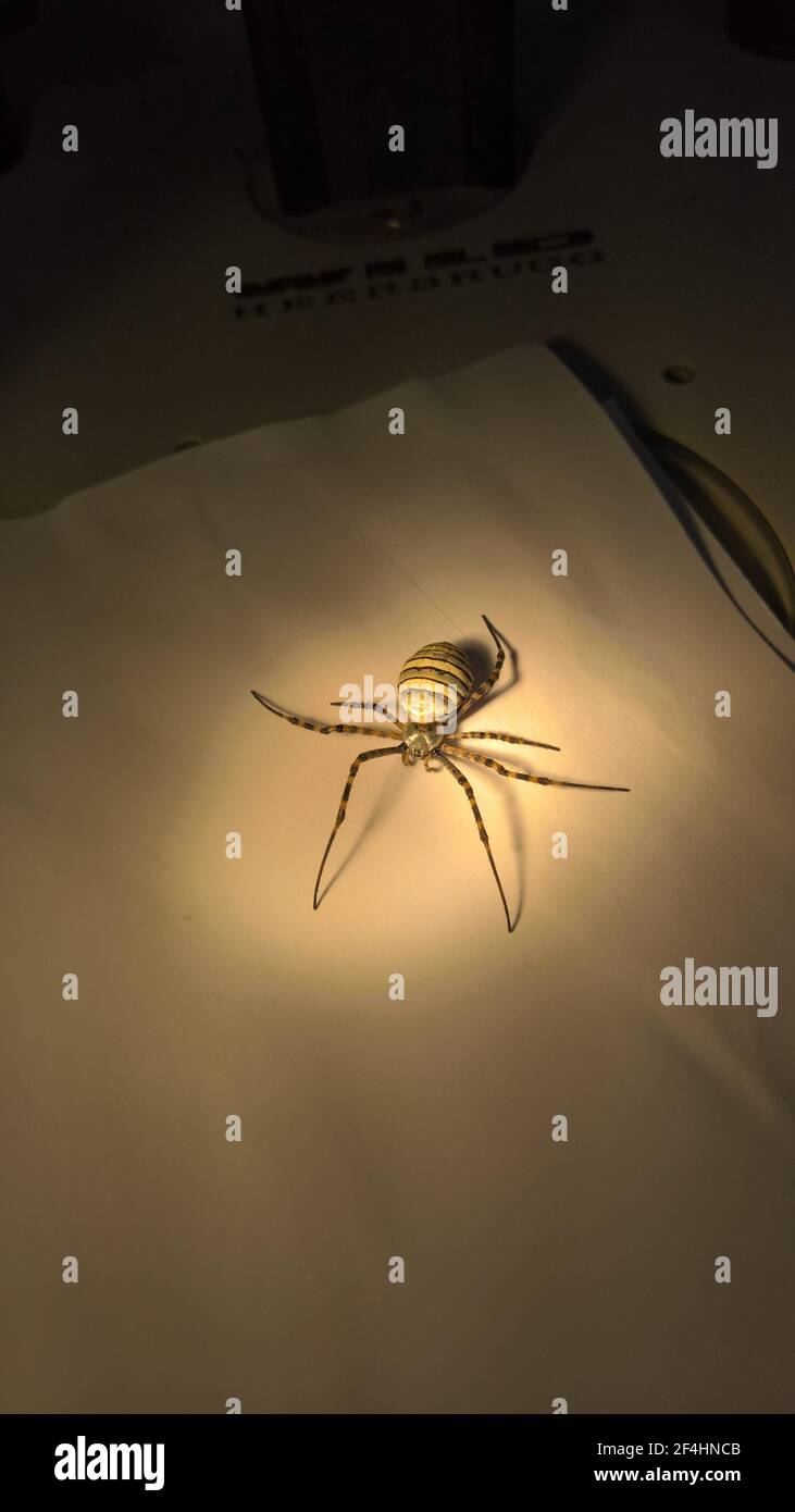 foto di primo piano del ragno in laboratorio Foto Stock