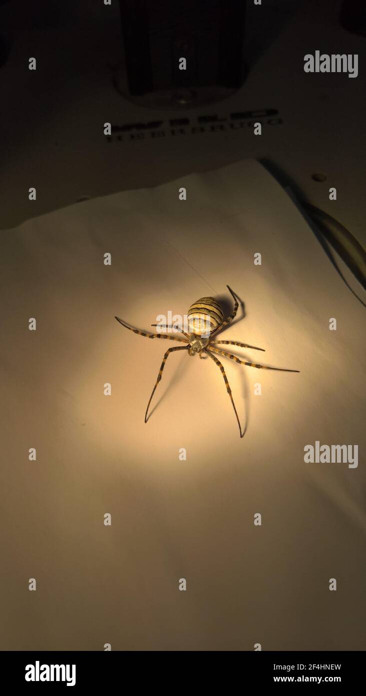 foto di primo piano del ragno in laboratorio Foto Stock