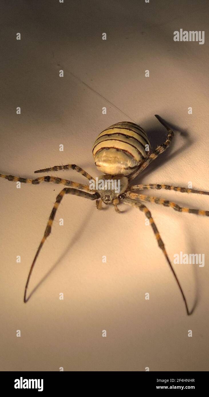 foto di primo piano del ragno in laboratorio Foto Stock