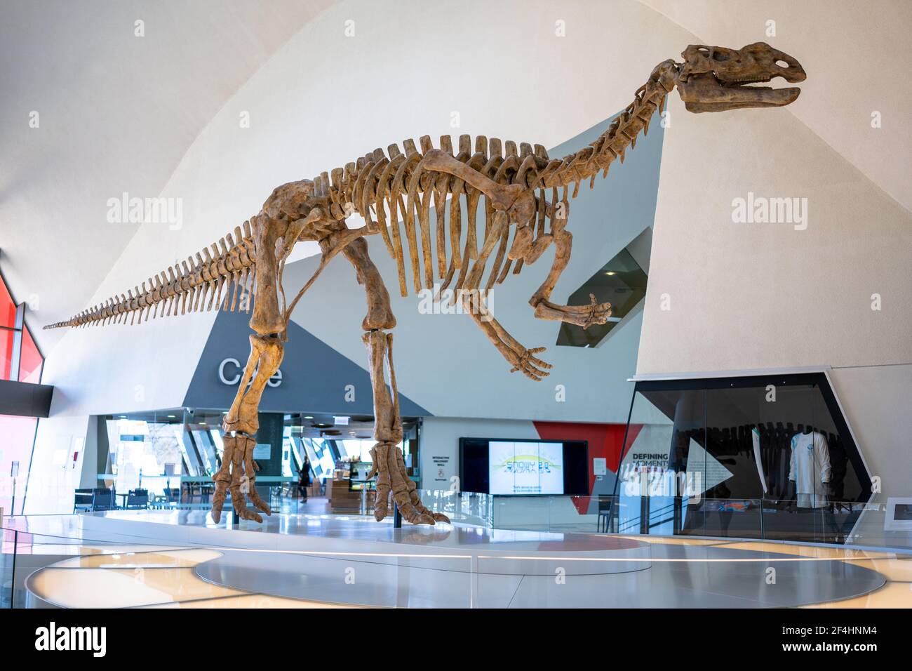 Scheletro di dinosauri in un museo con una coda lunga Foto Stock