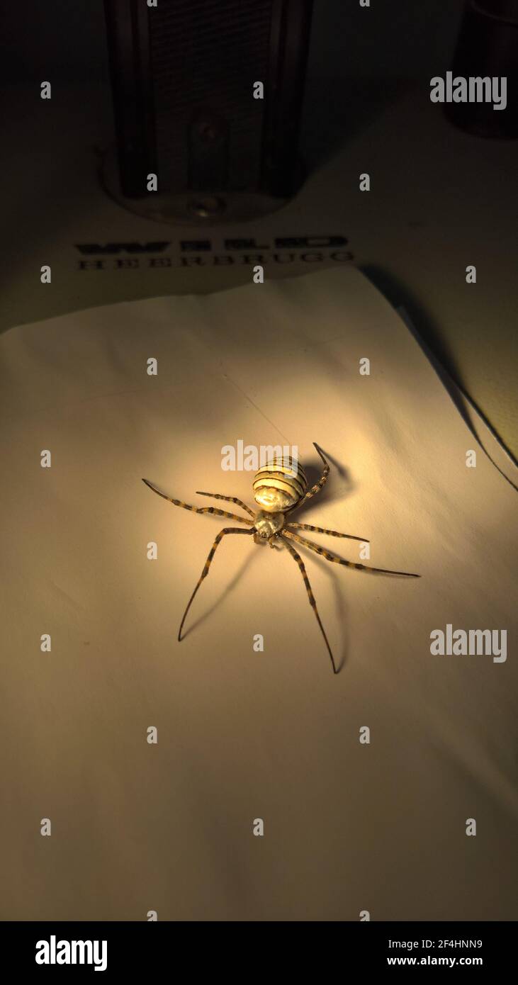 foto di primo piano del ragno in laboratorio Foto Stock