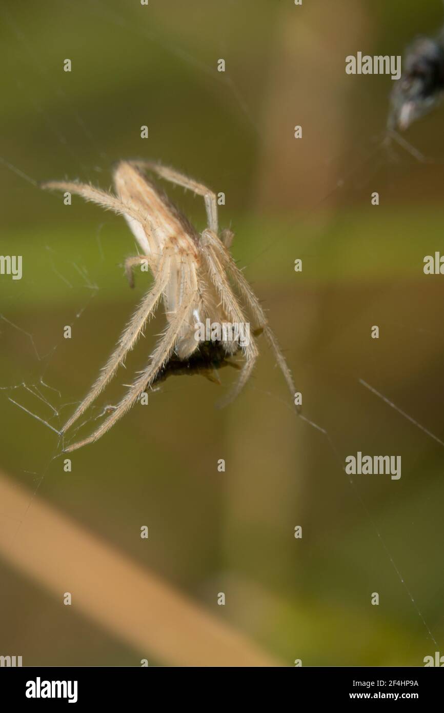 Piccolo ragno bianco con occhi punteggiati Foto Stock
