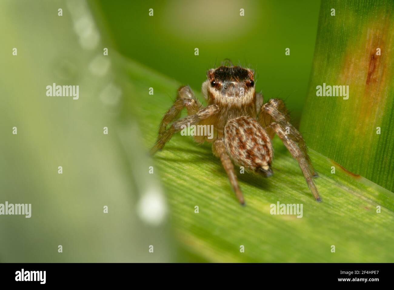 Ragno salta marrone con testa arancione e nera che si nascondono dietro l'erba Foto Stock