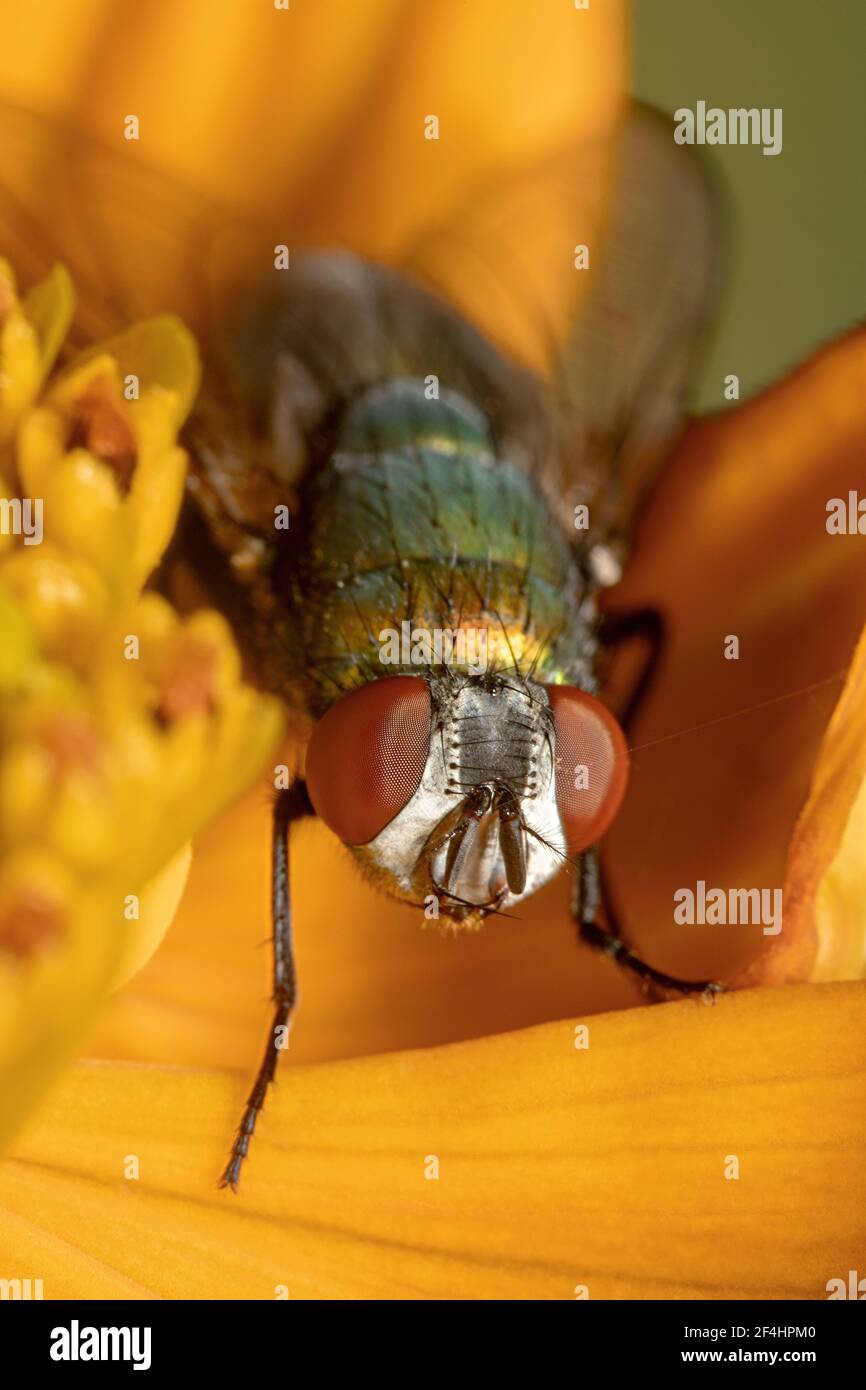 Luccicante mosca metallurgica riposante su un fiore a margherita Foto Stock