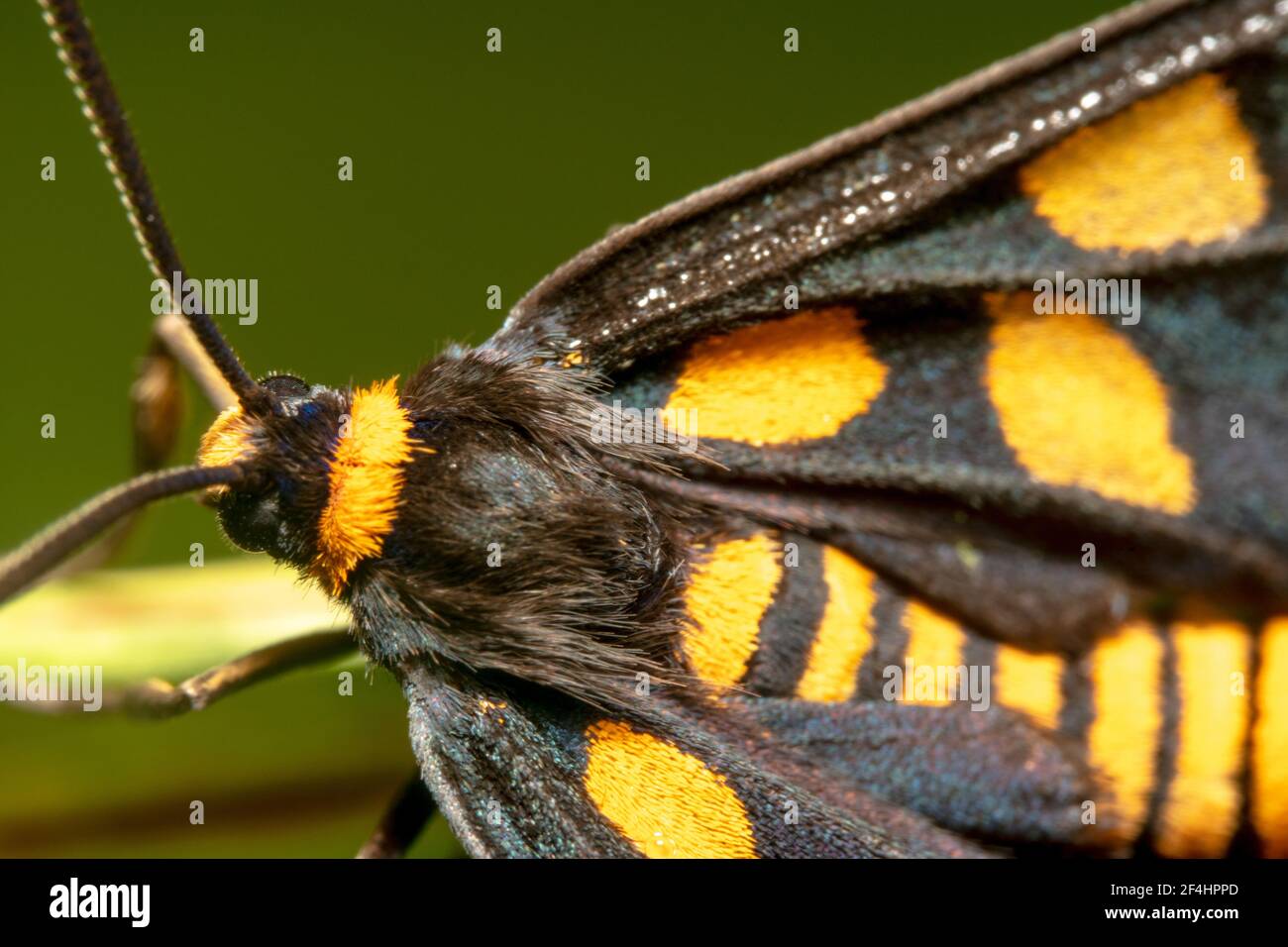 Tiger Moth con collo peloso Foto Stock