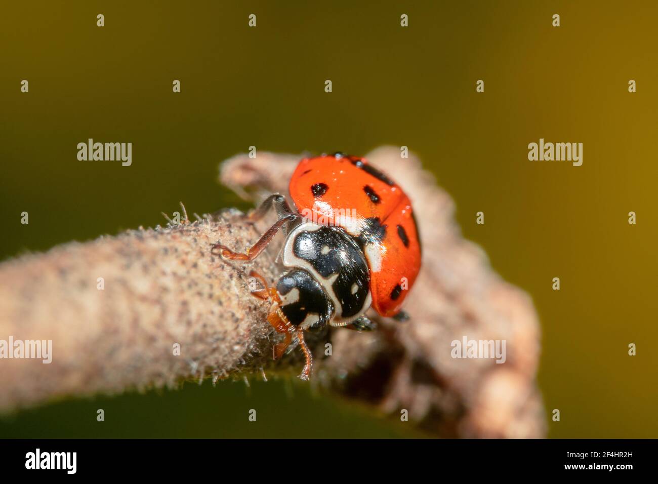 Lady bug strisciando su un bastone di furry Foto Stock