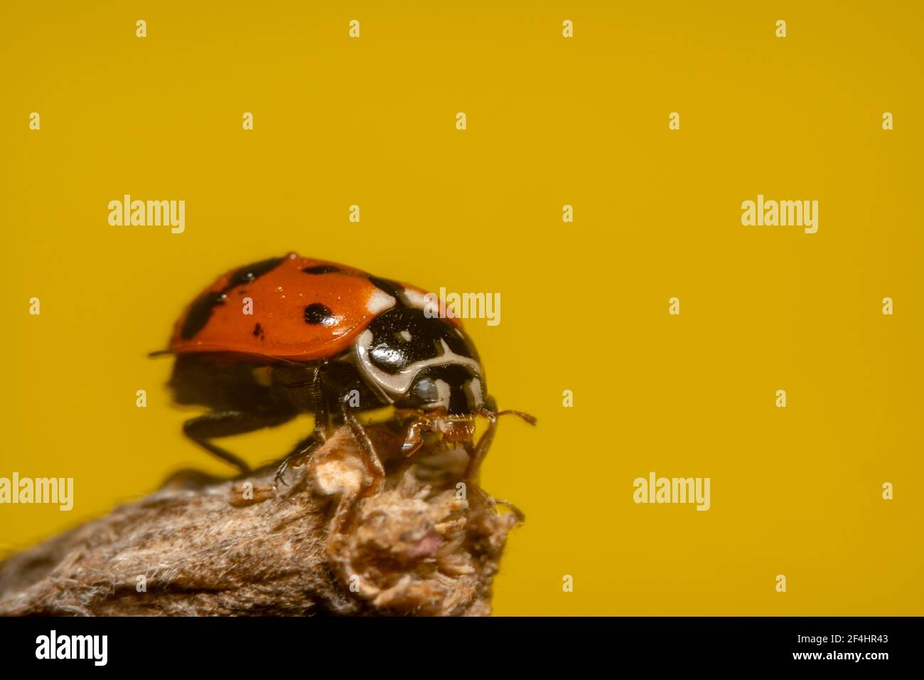 Arancione e nero macchia lady bug pronto a decollo con sfondo giallo Foto Stock