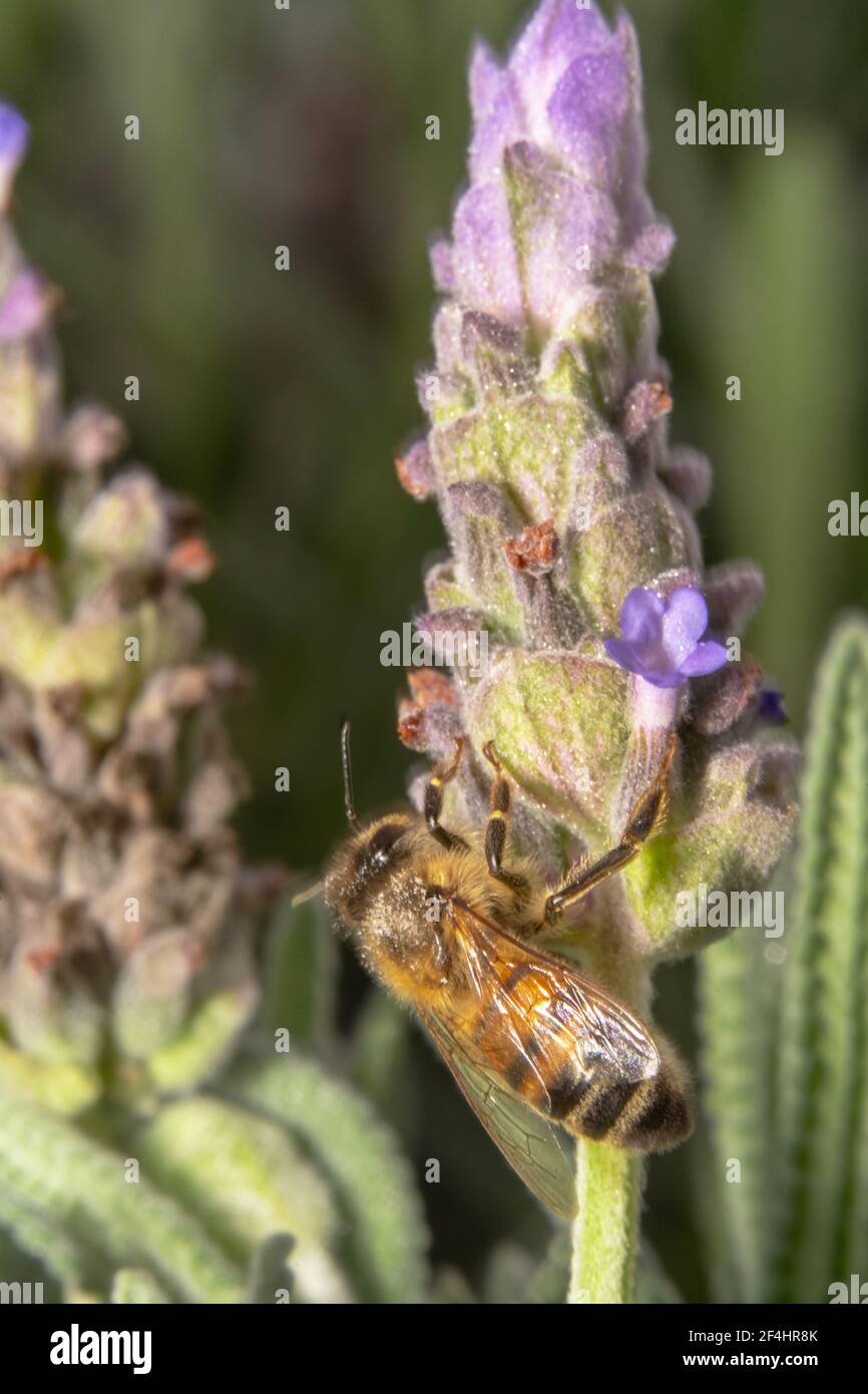 Ape di miele seduta sulla base di un fiore di lavanda Foto Stock