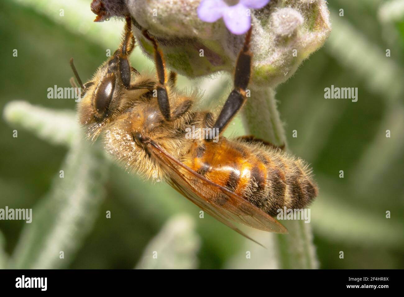 L'ape del miele che beve il nettare sedendosi capovolto Foto Stock
