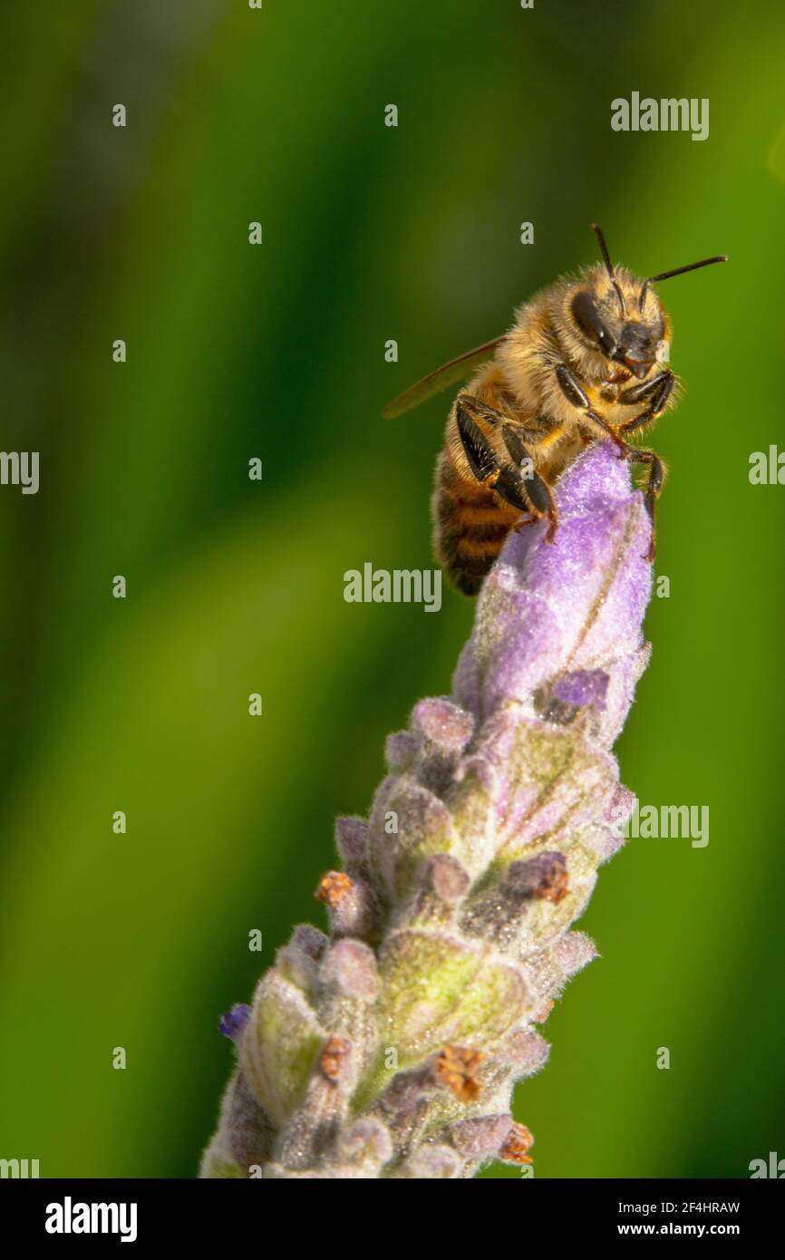 Ape al miele pronta a volare con antenne appuntate Foto Stock