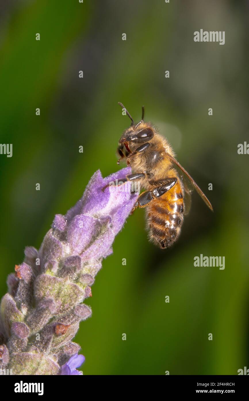 Ape di miele seduta su una punta di un fiore viola Foto Stock