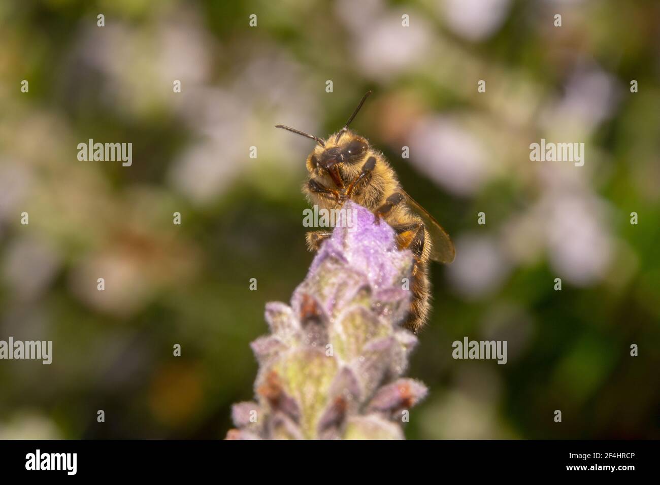 Ape di miele alla ricerca di cibo Foto Stock
