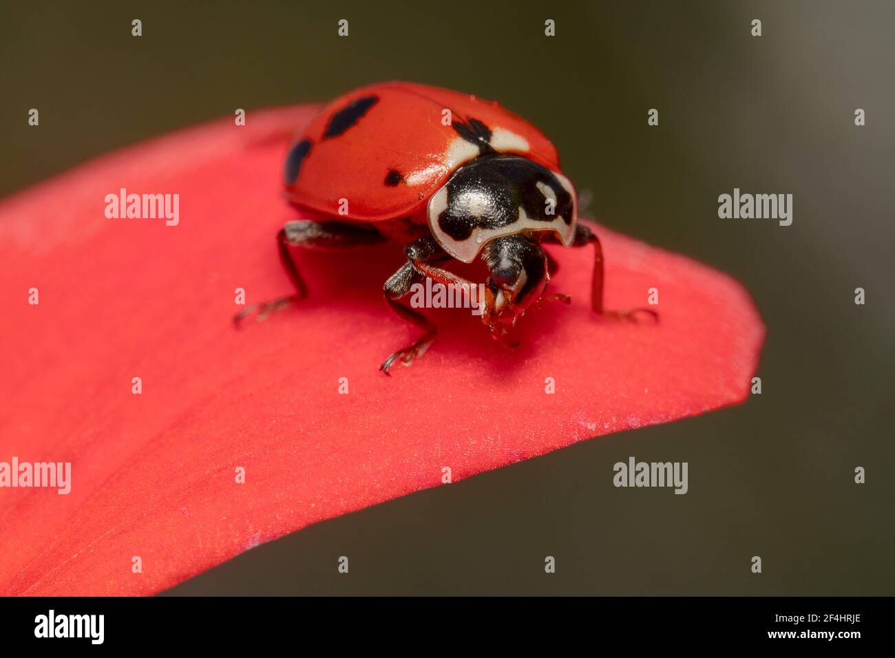 Rosso e nero punteggiato dama bug su un petalo di rosa Foto Stock