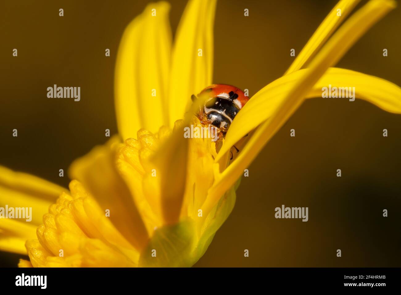 Ladybug puntato arancione e nero incastrato tra i petali di A. daisy fiore Foto Stock