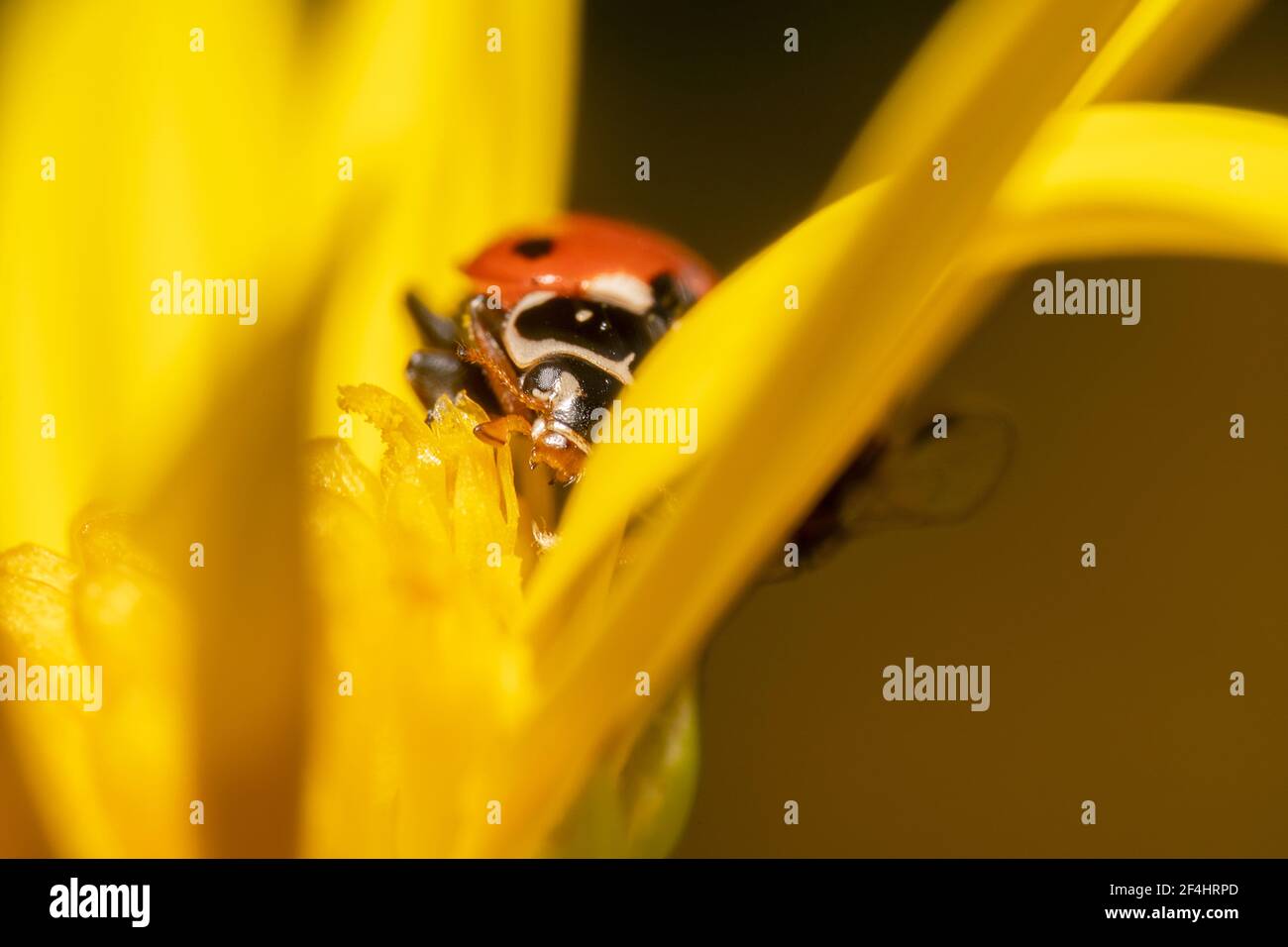 Ladybug spellato arancione e nero che si nasconde dietro una margherita gialla petali Foto Stock