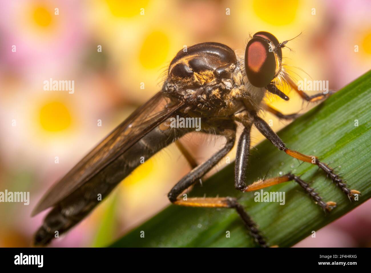 Robber/assassin fly side way full body shot con gambe arancioni Foto Stock
