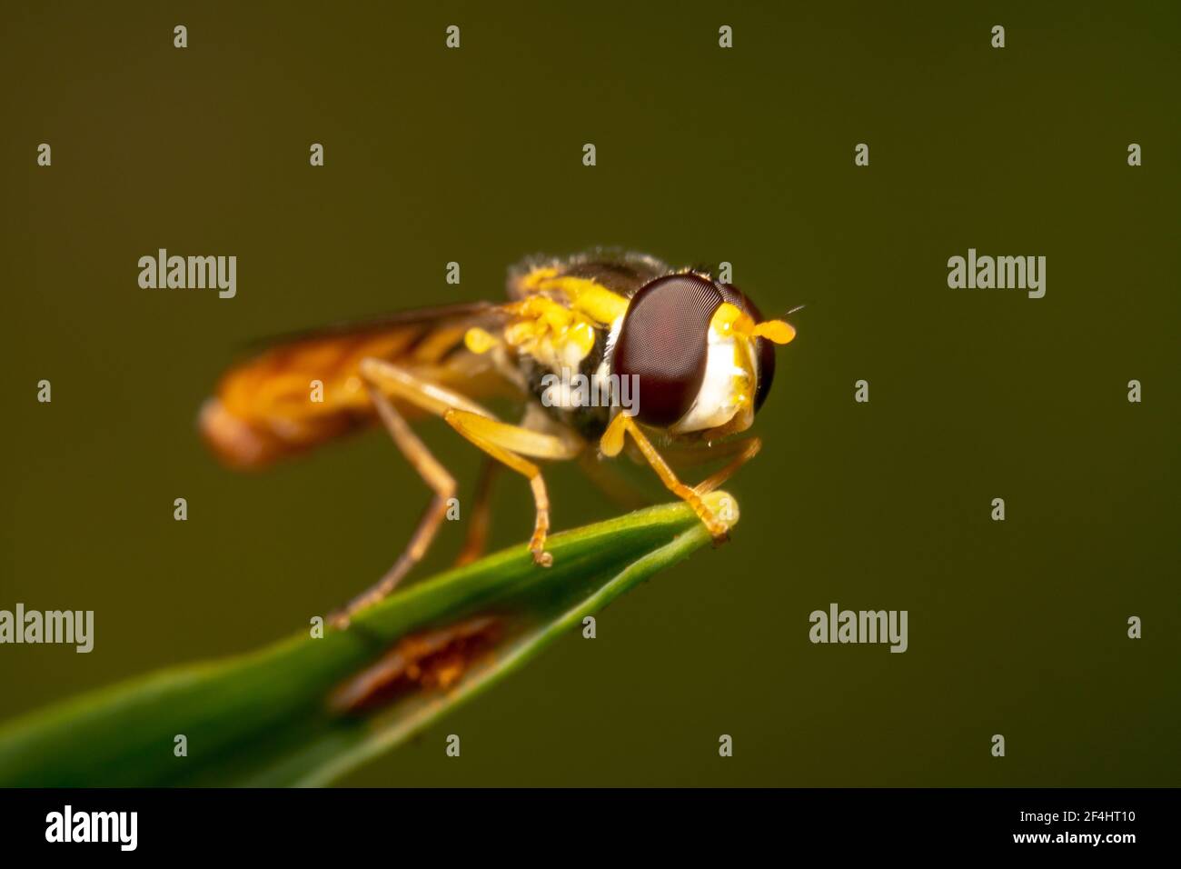 Vola con stomaco sottile Foto Stock