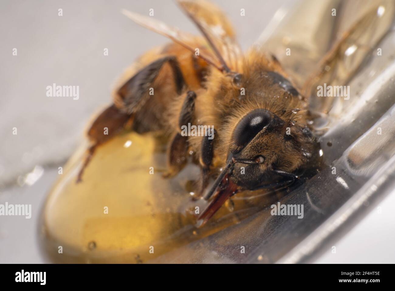 Miele affamato delle api che beve Foto Stock