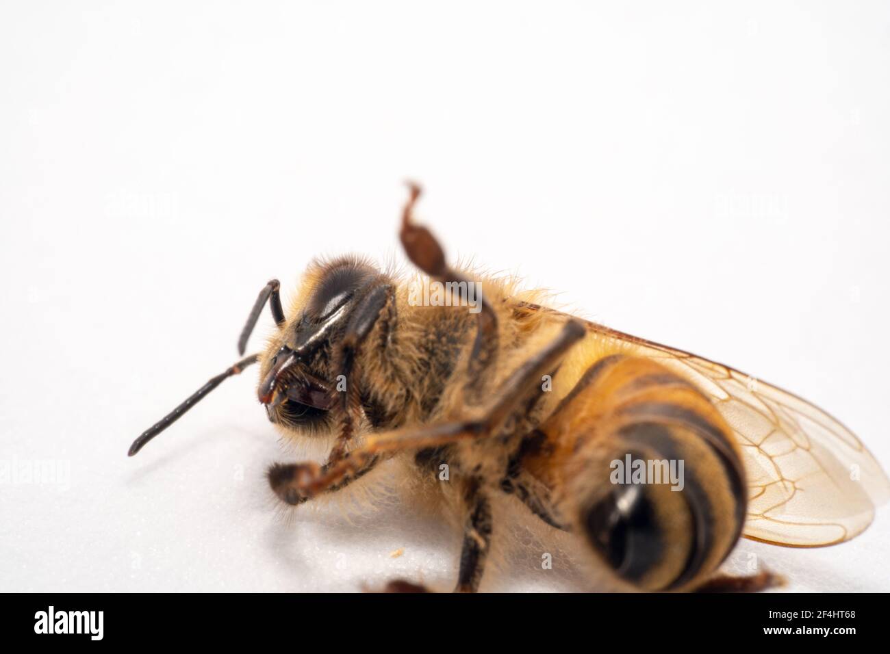 Ape di miele che giace su uno studio fotografico bianco con antenne giù Foto Stock