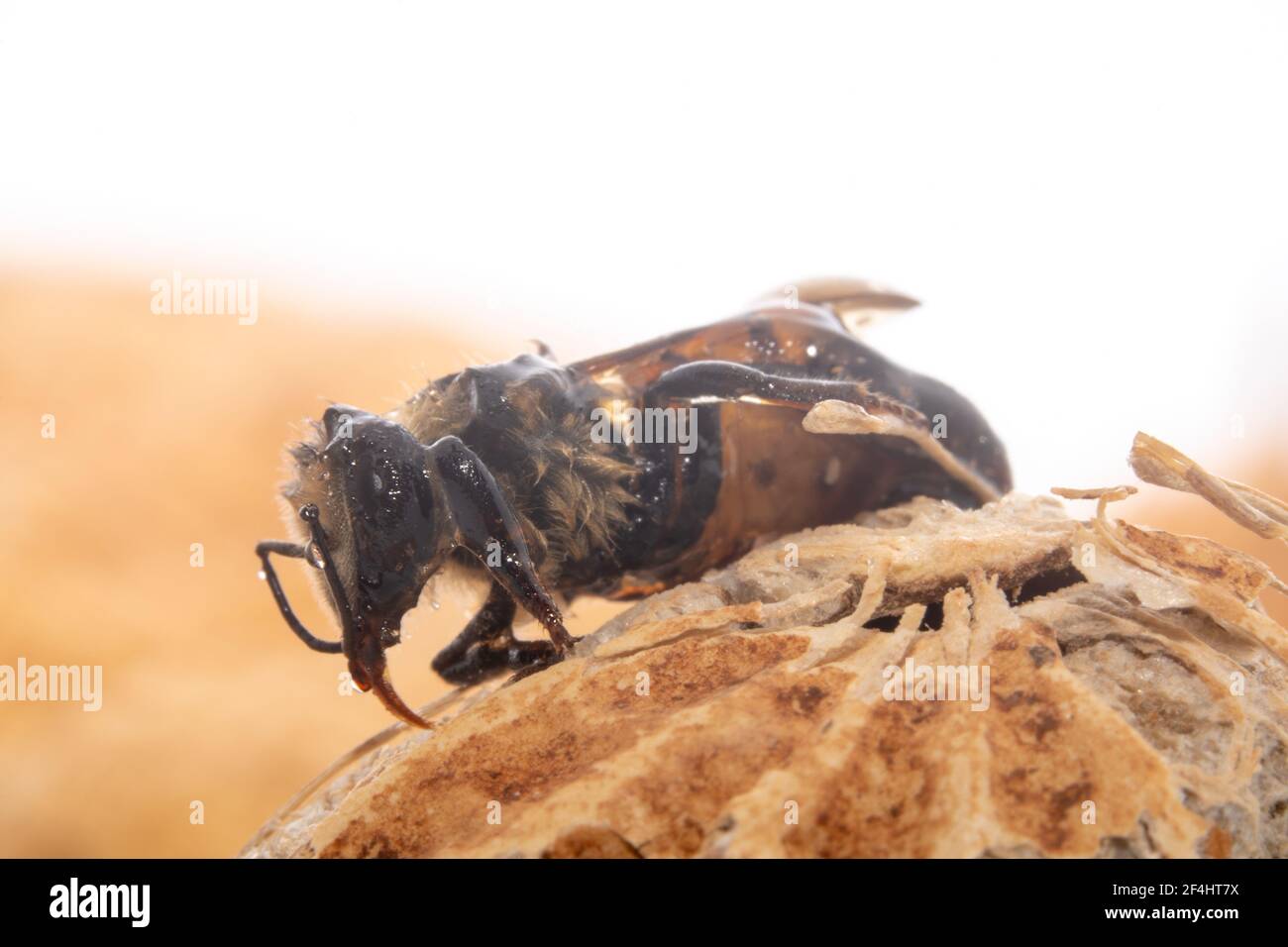 Piccola ape di miele di furry stanco seduta su una arachidi Foto Stock