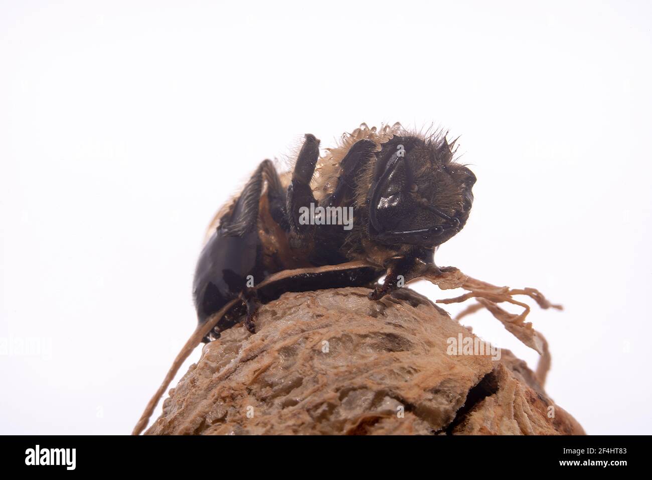 Ape di miele stanco Foto Stock
