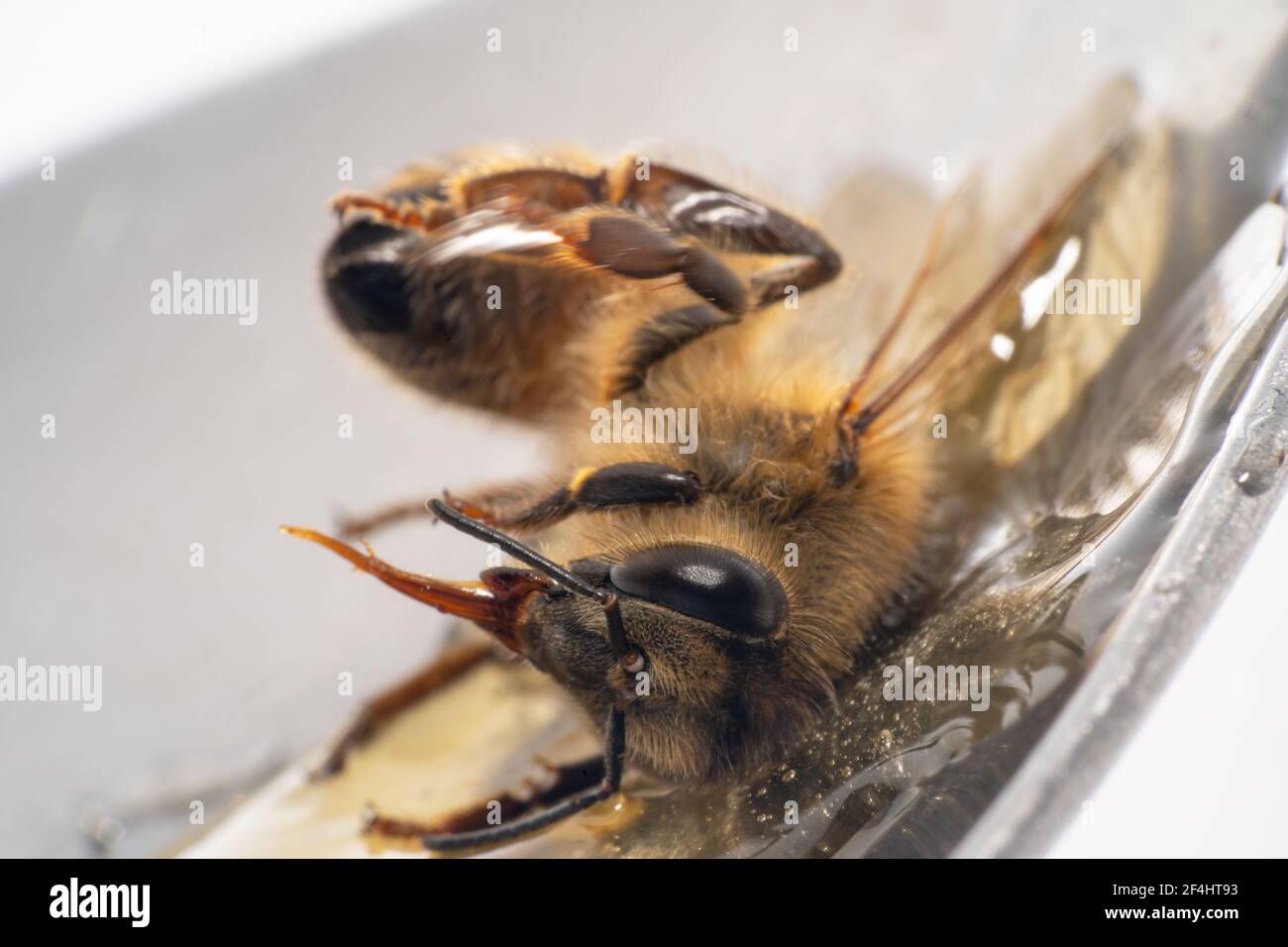 L'ape di miele di furry stanco sdraiato giù Foto Stock
