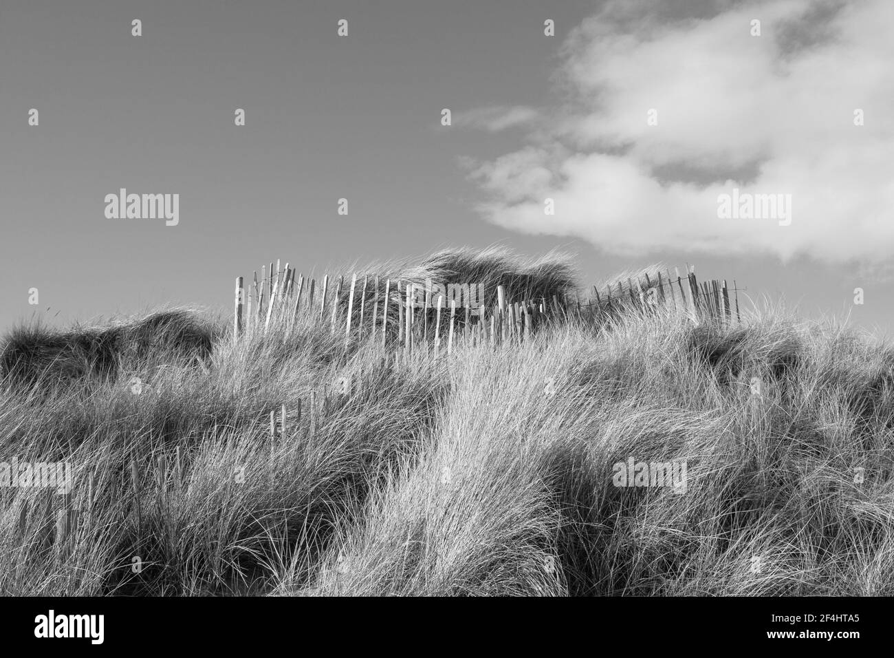 La recinzione delle dune, che controlla l'erosione del vento e incoraggia la stabilità delle dune lungo le spiagge vicino a Montrose e Arbroath, Scozia. Foto Stock