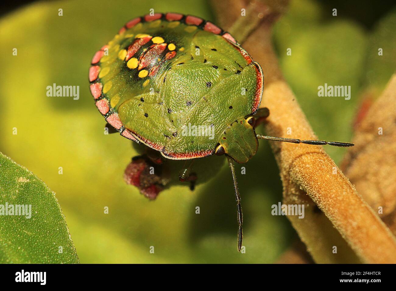 Scudo verde (Nezara viridula) adulto, instar e morfo leucaristico Foto Stock