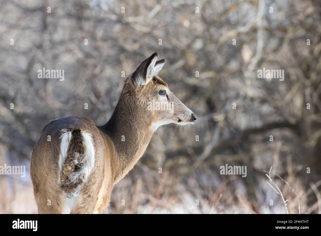 Bella cervi dalla coda bianca closeup femminile a Québec, Canada Foto Stock