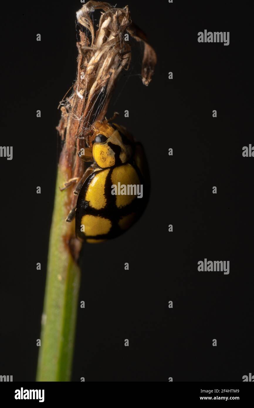 Vista laterale ritratto di una Coccinellidae giallo e nero ladybug a strisce che arrampica una pianta asciutta Foto Stock