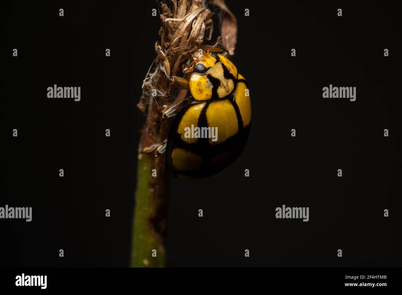 Vista laterale di una Coccinellidae a strisce gialle e nere ladybug che arrampica una pianta secca Foto Stock