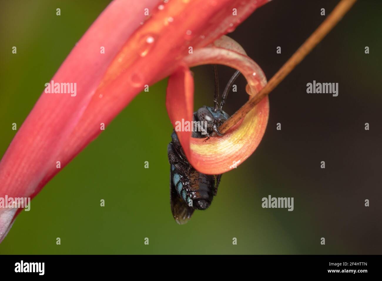 Australiano nativo Thyreus nitidulus Neon cucù ape / blu e nero striato ape appesa su un fiore rosso Foto Stock