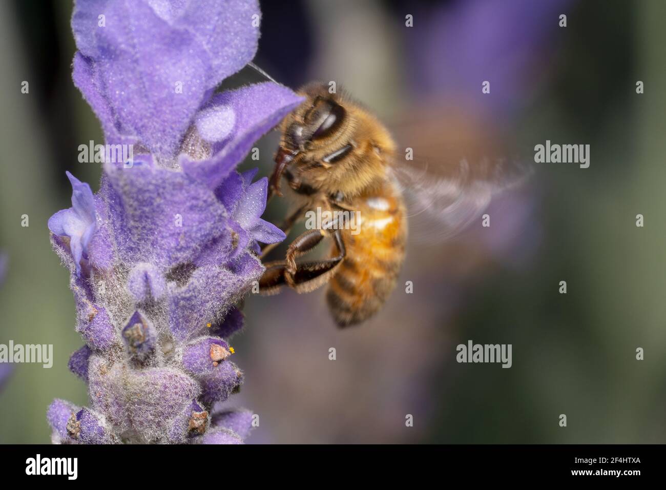 L'ape del miele circa atterrare a bere nettare fuori viola fiore Foto Stock