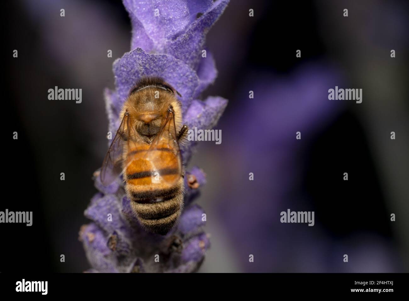 Colpo di un'ape di miele dalla parte posteriore mentre beve nettare su un fiore viola Foto Stock