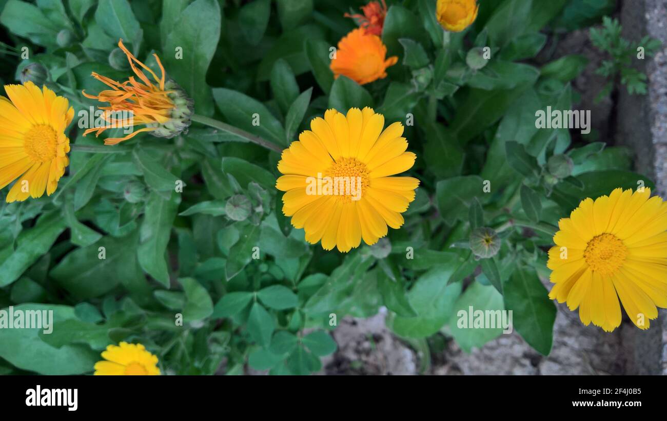 foto closeup di bel folwer giallo nel giardino Foto Stock