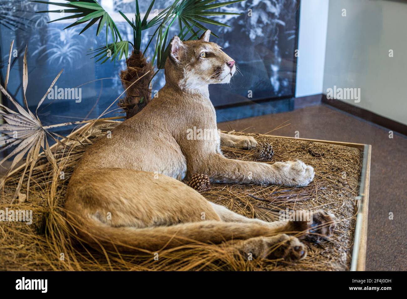 Una mostra tassidermia di una pantera della Florida nella lobby del Centro visitatori Oasis presso la Riserva Nazionale Big Cypress nelle Everglades della Florida. Foto Stock