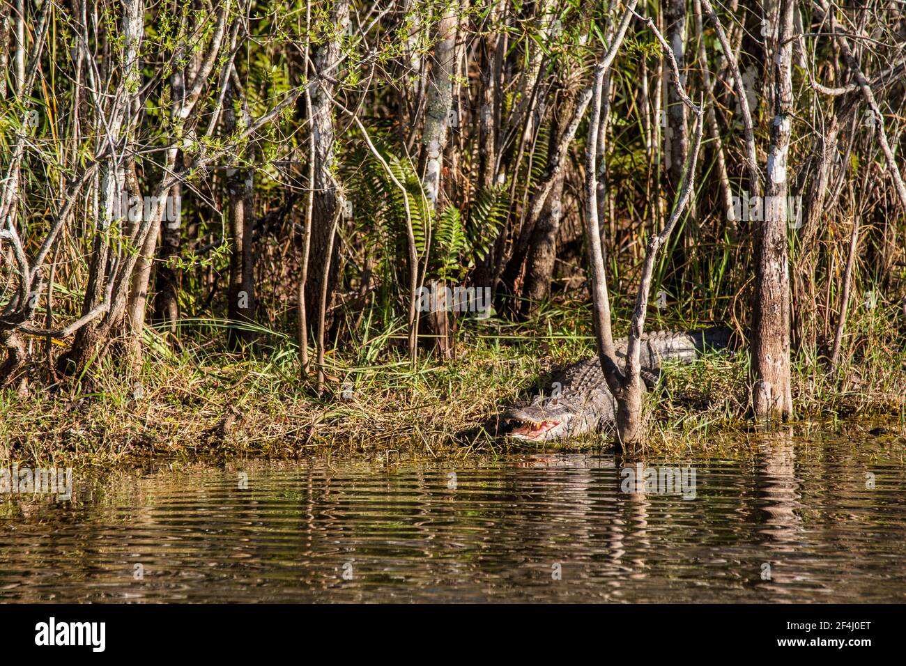 Un alligatore aperto si trova su una riva al largo della Turner River Road della Big Cypress National Preserve nelle Everglades della Florida. Foto Stock