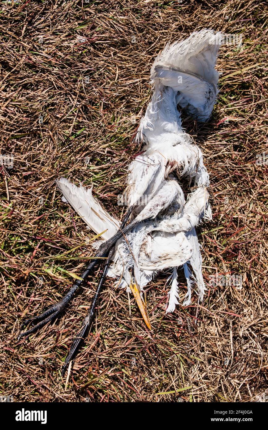 La carcassa di un egreto morto si trova sull'erba marrone invernale della Riserva Nazionale Big Cypress nelle Everglades della Florida. Foto Stock