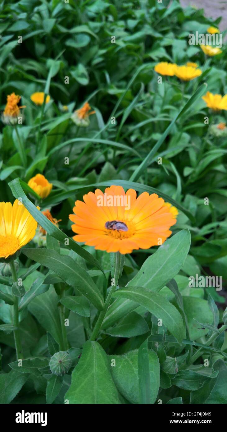 foto closeup di bel folwer giallo nel giardino Foto Stock